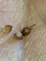 Rhynchospora plumosa