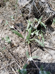 Gossypianthus lanuginosus tenuiflorus
