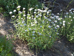 Monardella odoratissima pallida