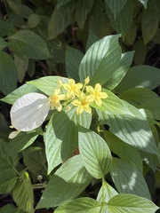 Pseudomussaenda flava