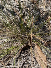 Rhynchospora plumosa