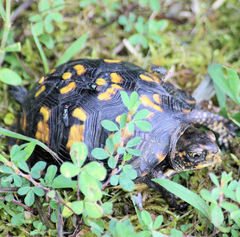 Terrapene carolina carolina