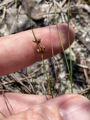 Rhynchospora plumosa