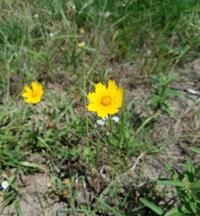 Coreopsis nuecensis