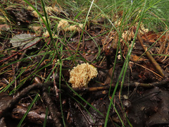 Phaeoclavulina curta