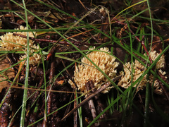 Phaeoclavulina curta
