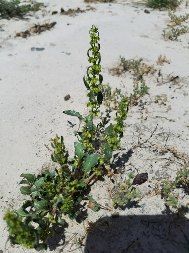 Rumex pulcher iNat (1)