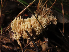 Phaeoclavulina curta