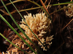 Phaeoclavulina curta