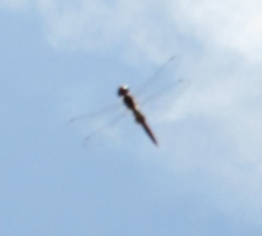 Pantala