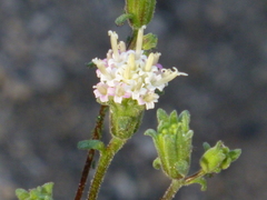 Chaenactis douglasii douglasii