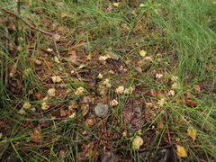 Phaeoclavulina curta