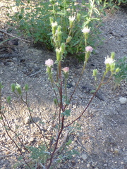 Chaenactis douglasii douglasii