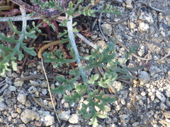 Chaenactis douglasii douglasii