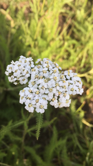 Achillea millefolium