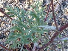 Chaenactis douglasii douglasii