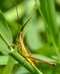 Mermiria intertexta