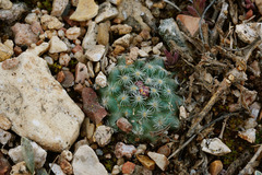 Pediocactus paradinei