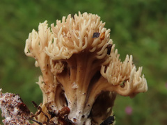 Phaeoclavulina curta