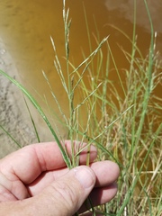 Diplachne fusca