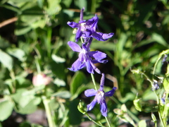 Delphinium gracilentum
