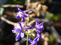 Delphinium gracilentum