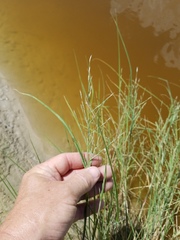 Diplachne fusca