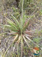 Hechtia sphaeroblasta