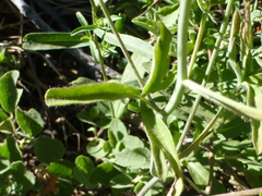 Delphinium gracilentum