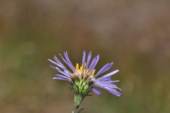Symphyotrichum spathulatum