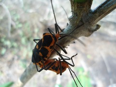 Sephina
