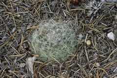Pediocactus paradinei