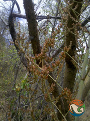 Hechtia sphaeroblasta