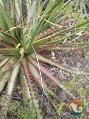 Hechtia sphaeroblasta