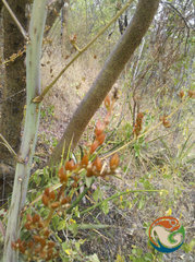 Hechtia sphaeroblasta