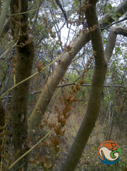 Hechtia sphaeroblasta