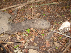 Hydromedusa tectifera