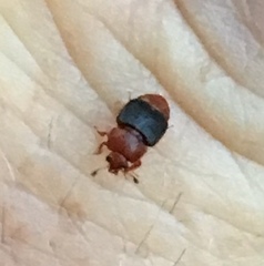 Caplothorax melanopterus