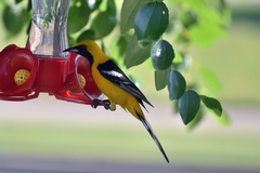 Icterus cucullatus