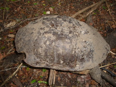 Hydromedusa tectifera