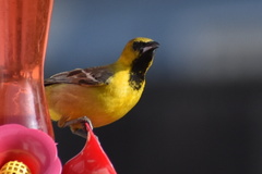 Icterus cucullatus