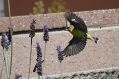 Icterus cucullatus