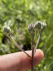 Carphephorus tomentosus