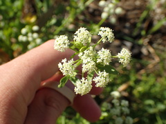 Apium graveolens