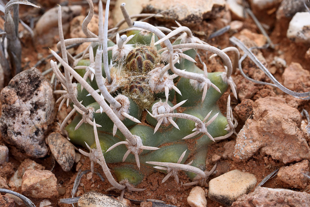 超希少!VTG NAVAJO 1940's CACTUS SILVER TURQUOISE PENDANT CHARM RRL