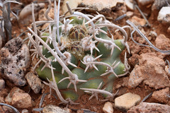 Pediocactus peeblesianus fickeiseniae