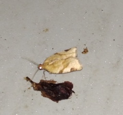 Paramesia gnomana