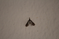 Lineodes
