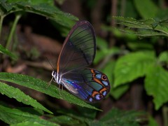 Pseudohaetera hypaesia