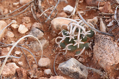 Pediocactus peeblesianus fickeiseniae
